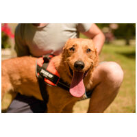 Titusz, 1 éves, 50 cm magas, kan #13