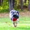 Kong Extreme Flyer frisbee pentru câini