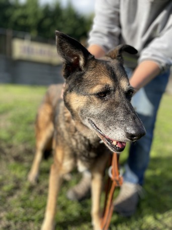 Quimby, 12 éves, kan