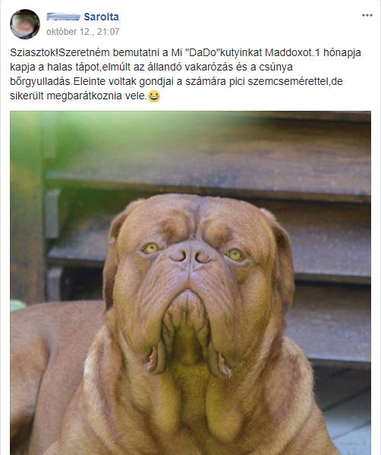 Dado Hypoallergenic Puppy Mini Fish & Rice | Hipoallergén halas táp kistestű kölyökkutyáknak