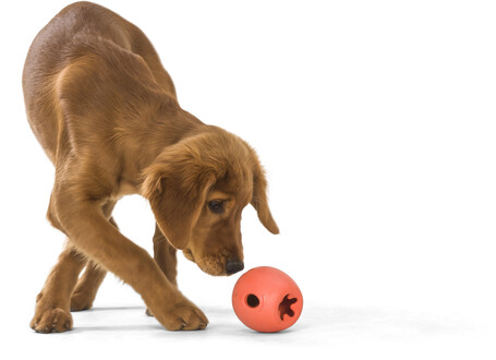 West Paw Rumbl - Jutalomfalattal tölthető labda