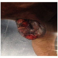 Union Bio SARCOPLANT bőrregeneráló krém szarkoidra lovaknak #3