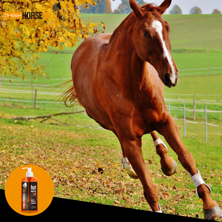 Horsemed Hot Express bemelegítő gél lovaknak