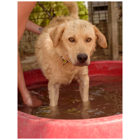 Kasmír, egy éves, kan #3