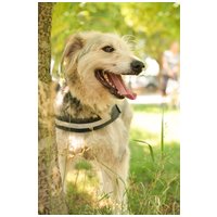 Macho, 4 éves, 57 cm magas, kan #2