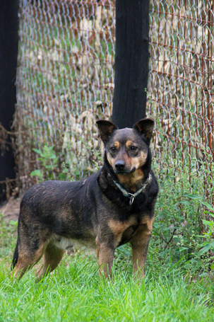 Levi, 4 éves ivartalanított kan