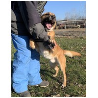 Lucky, egy éves, kan #5