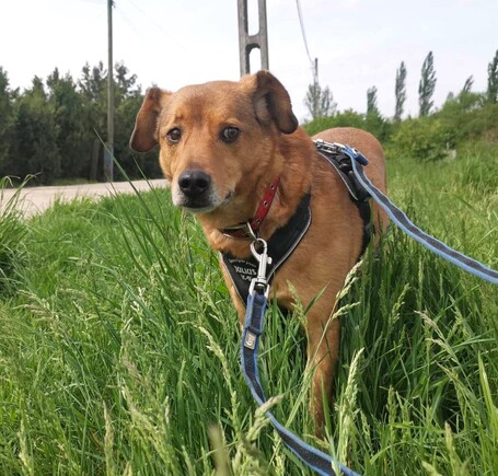 Misi, ivartalanított kan