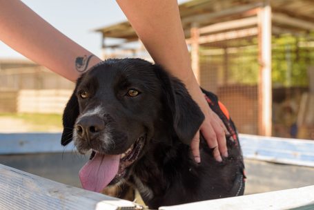 Tutyi, kilenc hónapos, kan