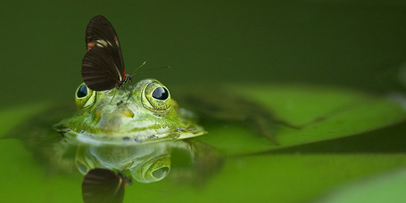 Békák, vízi csigák, teknősök, kagylók, madarak és egyéb élőlények a kerti tóban