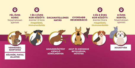 Burgimmune Forte immunerősítő tabletta kutyáknak