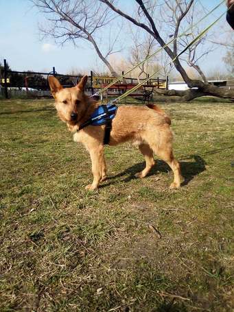 Titusz, 1 éves, 50 cm magas, kan