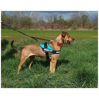 Vilinger, ivartalanított kan #3