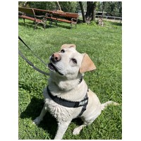 Amy, ivartalanított szuka kutyus #8