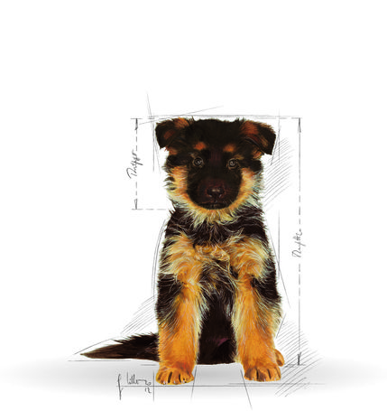 Royal Canin German Shepherd Junior - Német Juhász kölyök kutya száraz táp