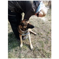 Kira, 3 éves, 61 cm magas, szuka #7