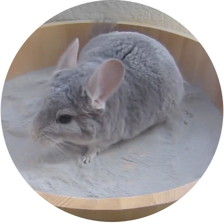 Fürdető homok kisállatoknak