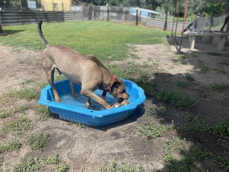 Vilinger, ivartalanított kan