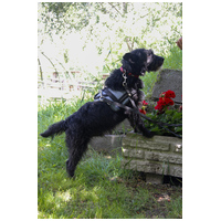 Gáspárka, 6 éves ivartalanított kan #9