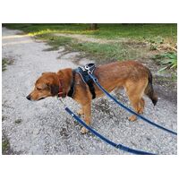 Misi, ivartalanított kan #12