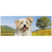 Belcando Iberico sertéshúsos, csicseriborsós és vörösáfonyás konzerv kutyáknak #3