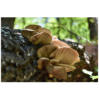 Pet Factor Ganopet l Laskagomba por #2