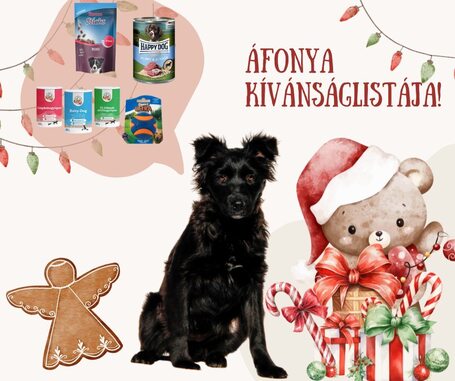 Áfonya, 5 hónapos keverék kislány