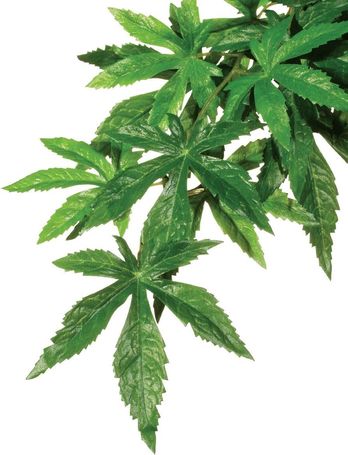 Exo Terra Abuliton műnövény