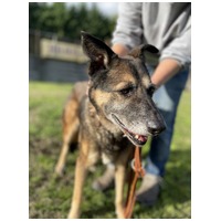 Quimby, 12 éves, kan #3