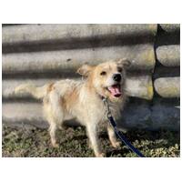 Mangó, egy éves, szuka #3