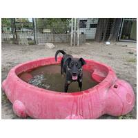 Robin, ivartalanított lányka gazdit keres #5