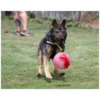 Lady, ivartalanított szuka #22