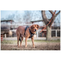 Misi, ivartalanított kan #18