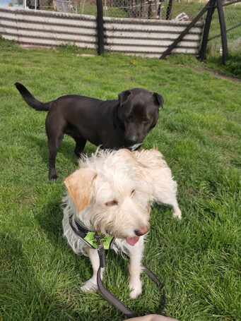 Aranyka, ivartalanított szuka kutyus