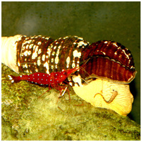 JBL Biotopol C vízelőkészítő rákok és garnelák számára #2