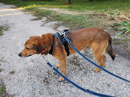 Misi, ivartalanított kan