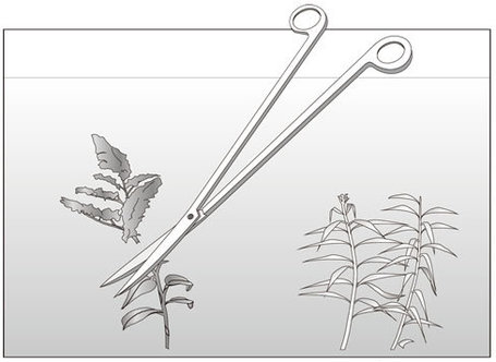 Ista fémollók hajlított véggel akváriumi növénygondozáshoz
