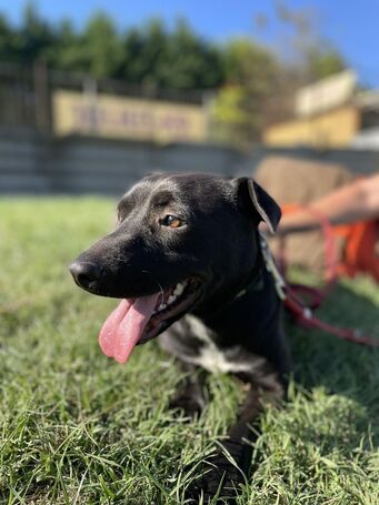 Nicole, egy éves, szuka