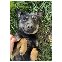 Robin, ivartalanított lányka gazdit keres #2