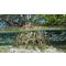Mangrove mocsári gyökér akvárium dekoráció