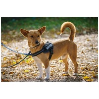 Chino, 7 hónapos keverék kisfiú #6