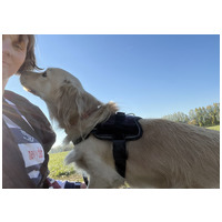 Railey, két éves, kan #2