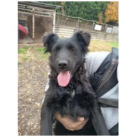 Áfonya, 5 hónapos keverék kislány