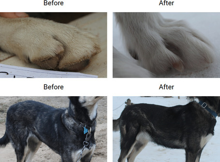 Dermoscent Keravita kutyáknak és macskáknak