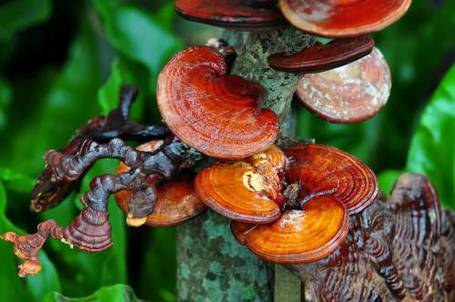 Pet Factor Ganopet l Ganoderma gomba por