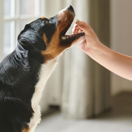 Beaphar Calming Tablets