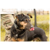 Szultán, négy éves, kan #3