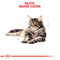 Royal Canin Maine Coon Adult - Maine Coon felnőtt macska száraz táp #2