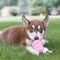 Kong Puppy Harang