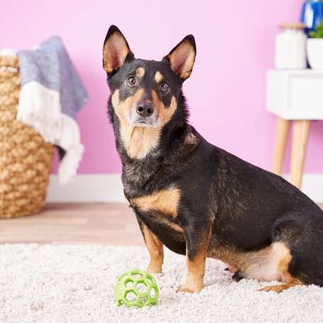 JW Hol-ee Roller labda kutyáknak